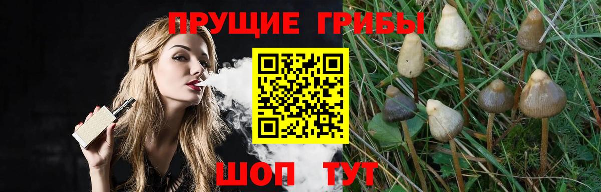 Саров  Псилоцибиновые грибы прущие грибы  Вход с VPN 